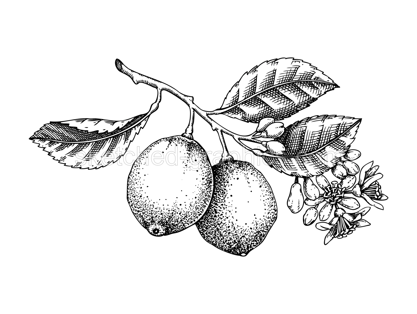 Vintage lime sketch. Citrus fruit tree branch with fruit and flowers. Hand-drawn vector illustration. Exotic plant drawing in engraved style. Botanical design element. NOT AI-generated Illustration